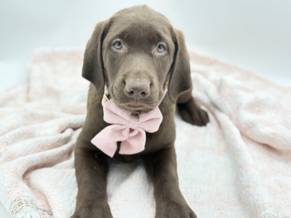 Brandy — Labrador Retriever — Image 2