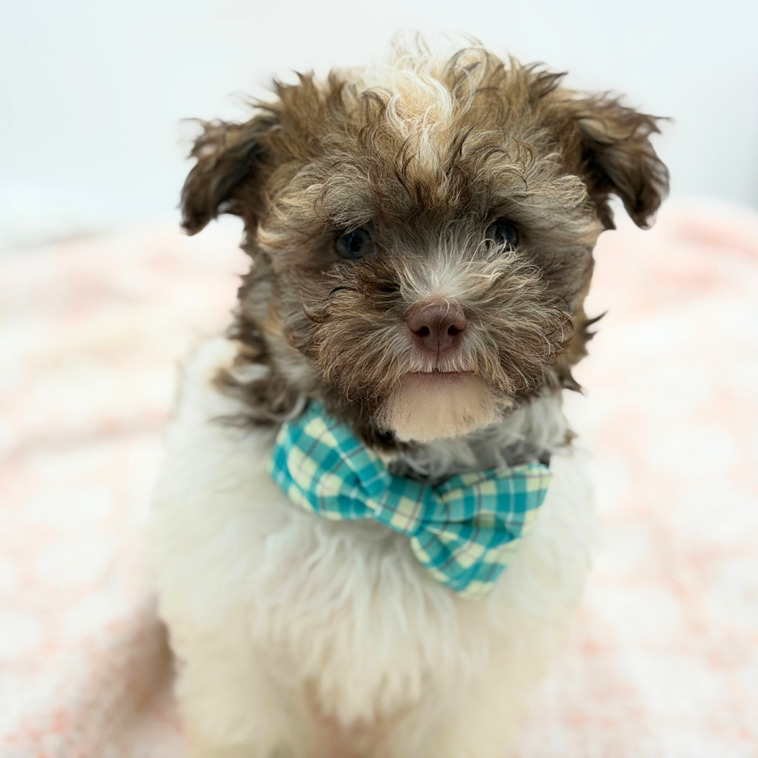 Havanese in Siesta Key, FL