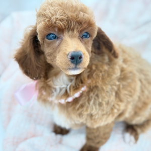 Poodle (F)- 31274