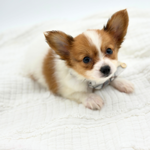 Papillon (M)- 31275