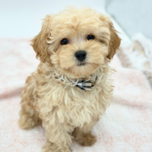 Oliver — photo 1
