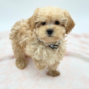 Oliver — photo 3