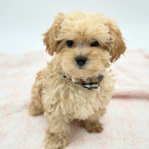 Oliver — photo 4