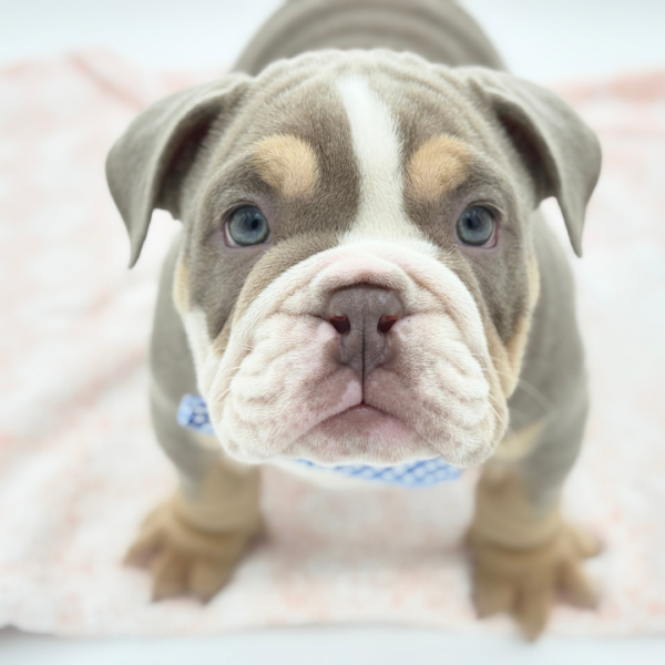Connor — English Bulldog — Image 4