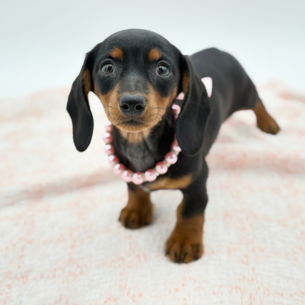 Roxanne — Dachshund — Image 4