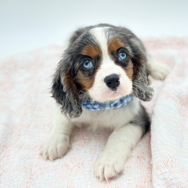 Danny — Cavalier King Charles Spaniel — Image 3