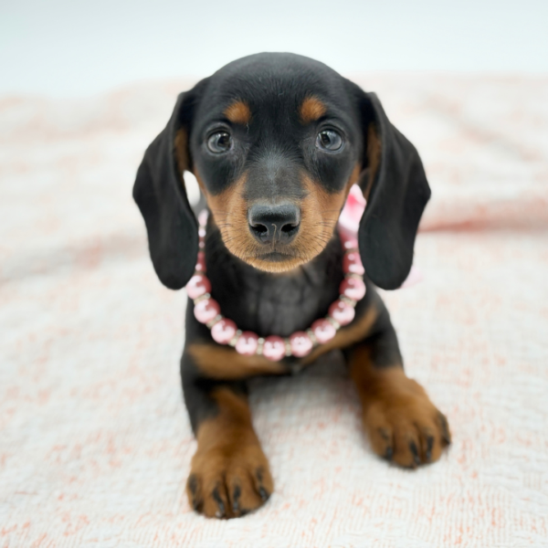 Roxanne — Dachshund — Image 3