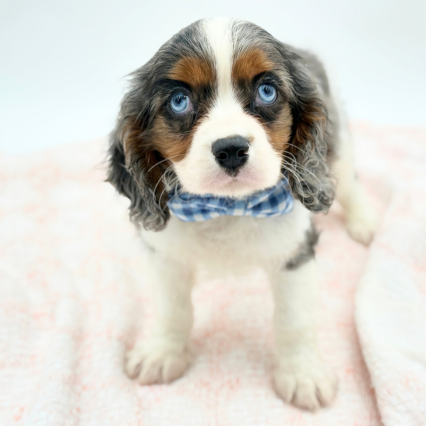 Danny — Cavalier King Charles Spaniel — Image 2