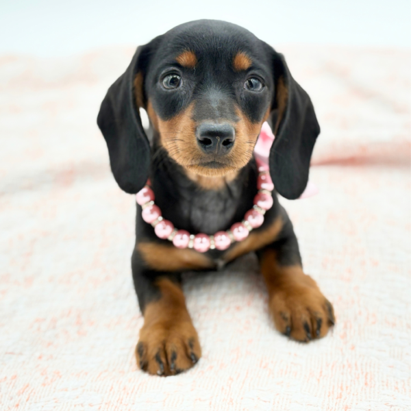 Roxanne — Dachshund — Image 1