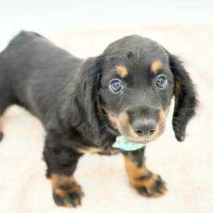 Ruger — photo 4