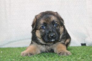 German Shepherd Dog (M)- 31300