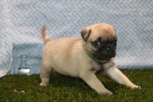 Pug (M)- 31297
