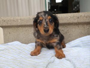 Dachshund (F)- 31298