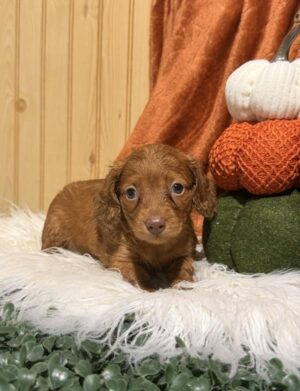 Dachshund (F)- 31299