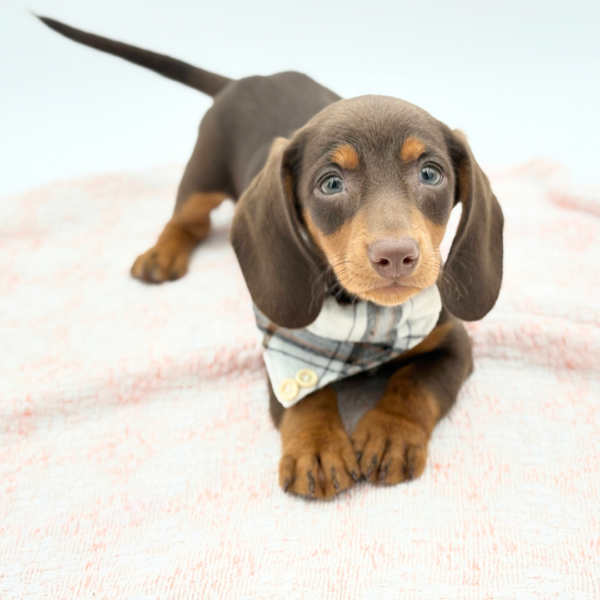 Johnny — Dachshund — Image 2
