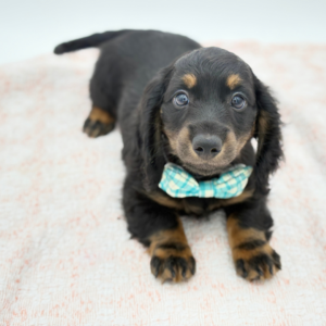 Ruger — photo 3