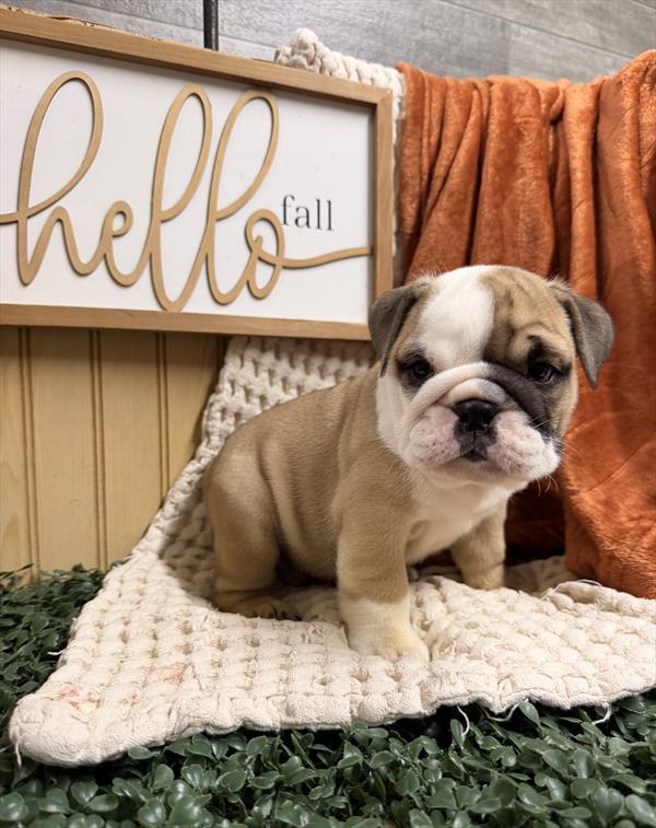 Angus — English Bulldog — Image 1