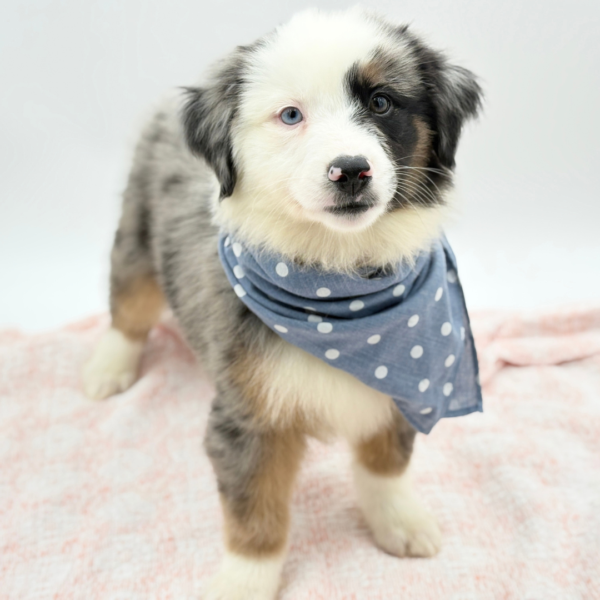 Dustin — Miniature American Shepherd — Image 2