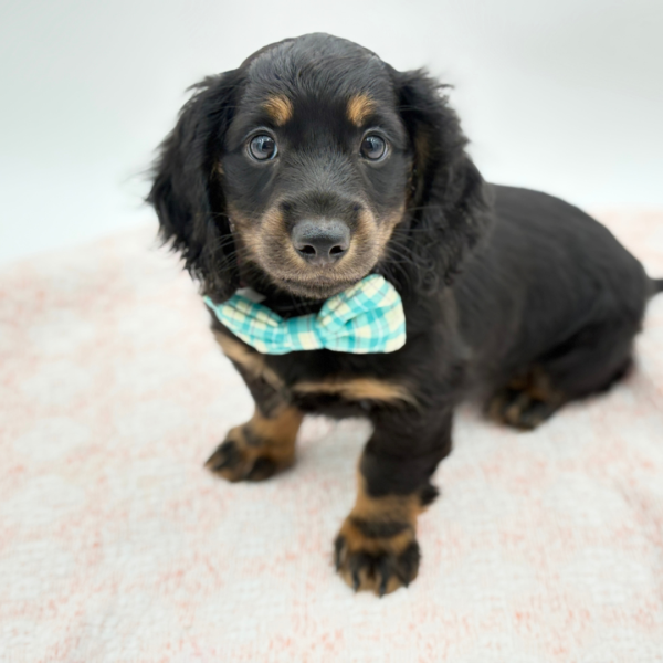 Ruger — Dachshund — Image 2