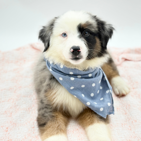 Dustin — Miniature American Shepherd — Image 1