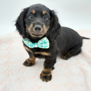 Ruger — photo 1