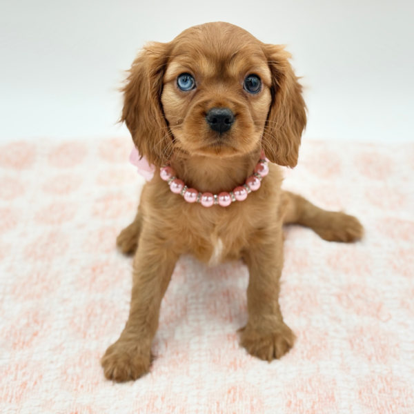 Lucy — Cavalier King Charles — Image 2