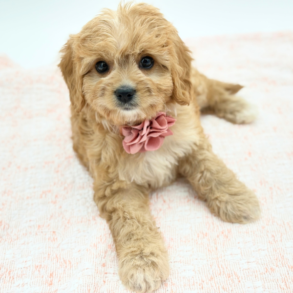 Kiara — Cavachon — Image 1
