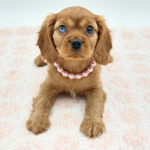 Lucy — photo 1