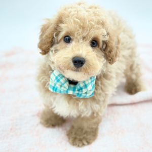 Ziggy — photo 1