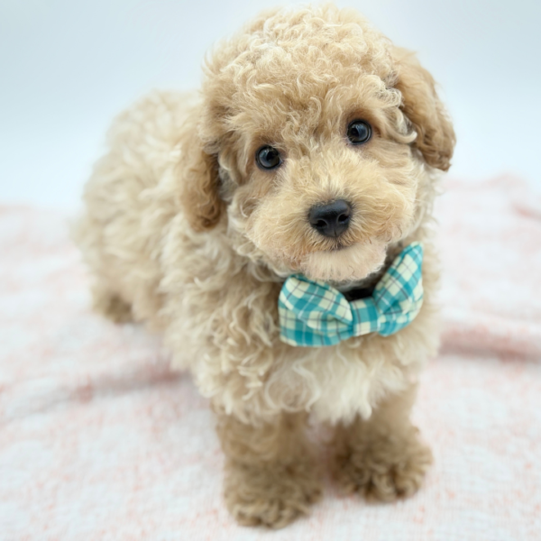 Ziggy — Maltipoo — Image 2