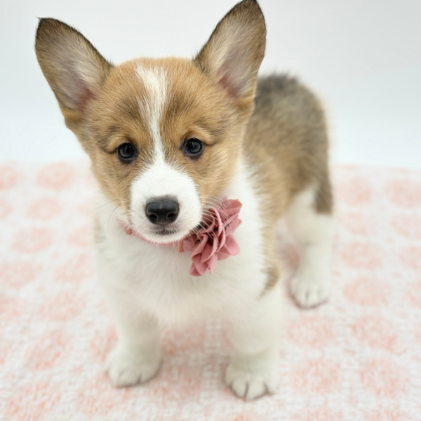 Maisie — Pembroke Welsh Corgi — Image 2