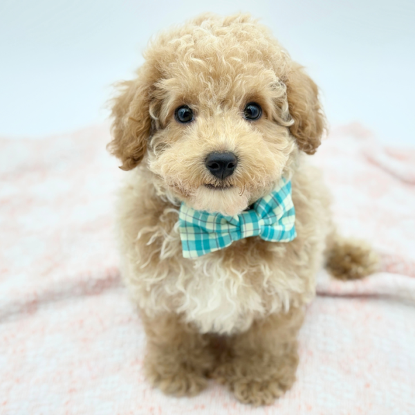 Ziggy — Maltipoo — Image 3