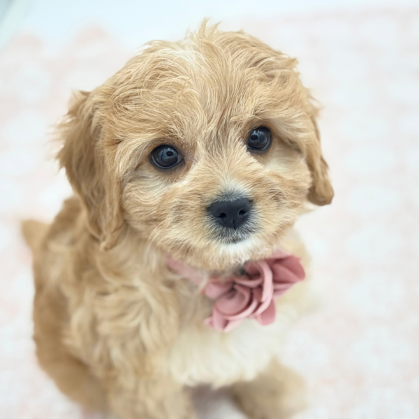 Kiara — Cavachon — Image 3