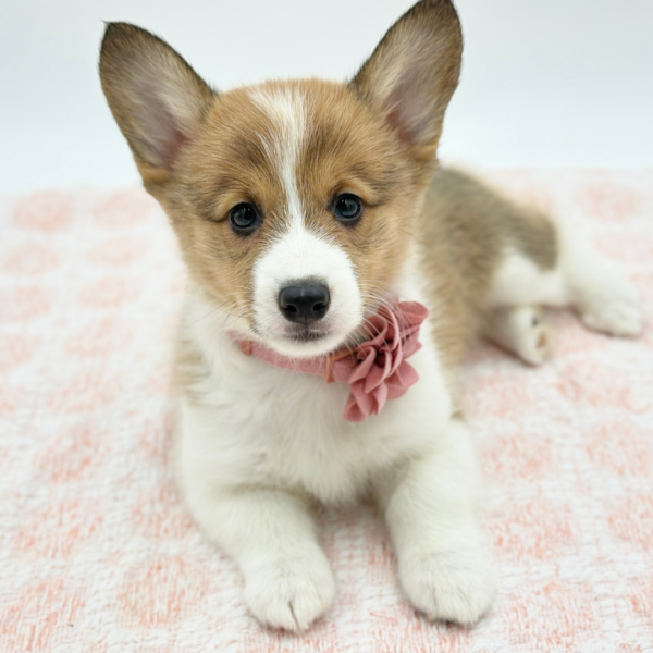 Maisie — Pembroke Welsh Corgi — Image 1