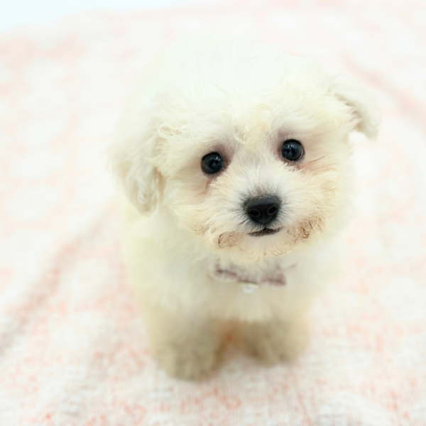 Fiona — Bichon Frise — Image 2