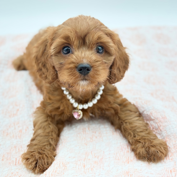 Mia — Cavapoo — Image 1