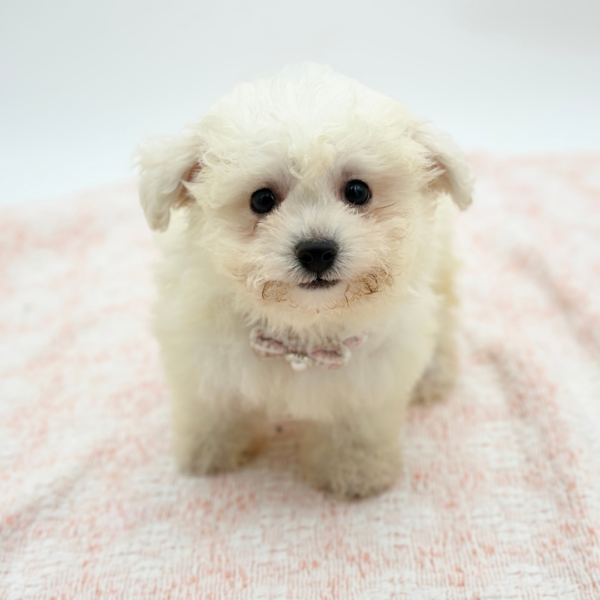 Fiona — Bichon Frise — Image 1