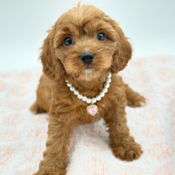 Mia — Cavapoo — Image 2