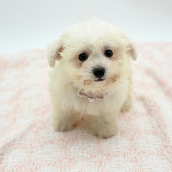 Fiona — Bichon Frise — Image 3