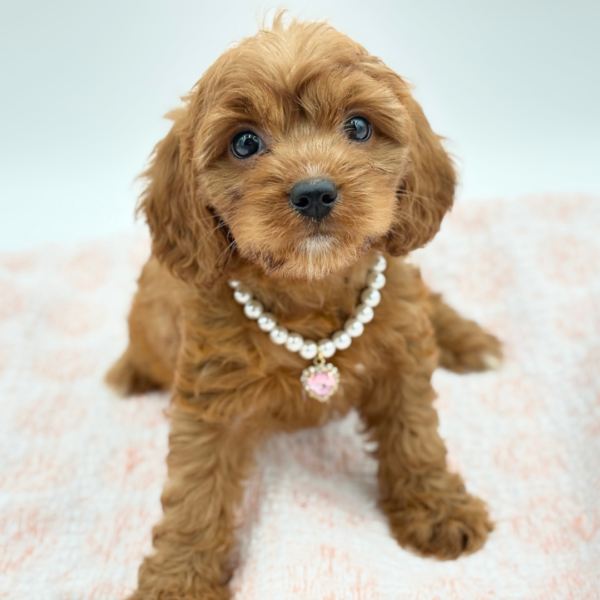 Mia — Cavapoo — Image 3