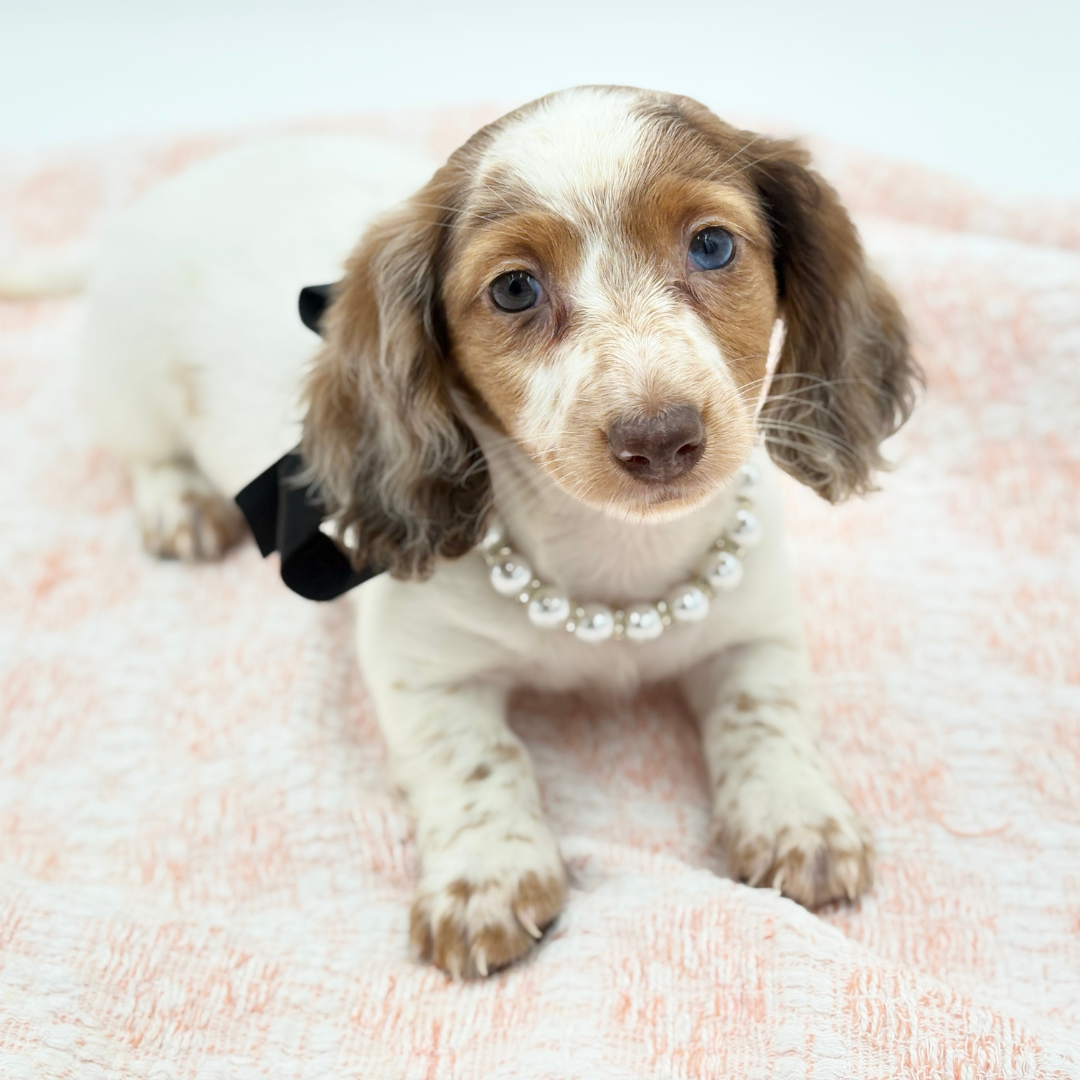 Dachshund in Bradenton, FL