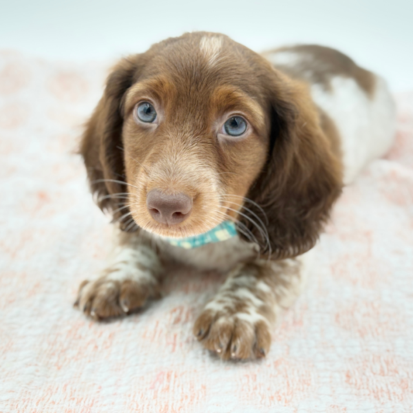 Markus — Dachshund — Image 2