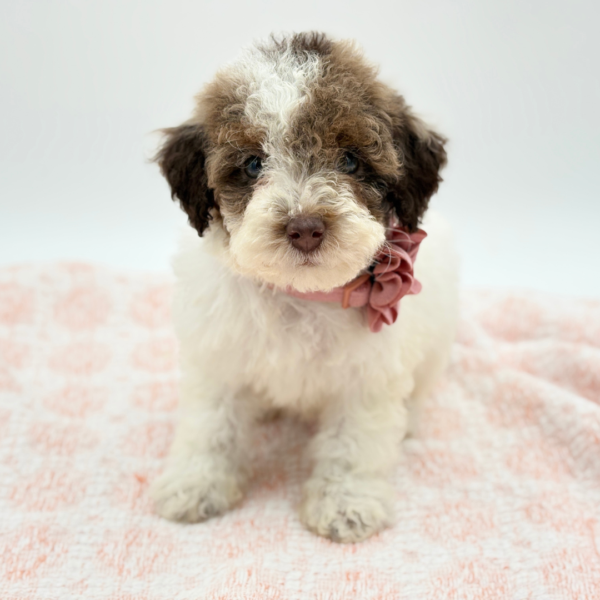 Meadow — Micro Bernadoodle — Image 4