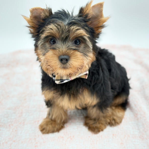 Dodger — Yorkshire Terrier — Image 1