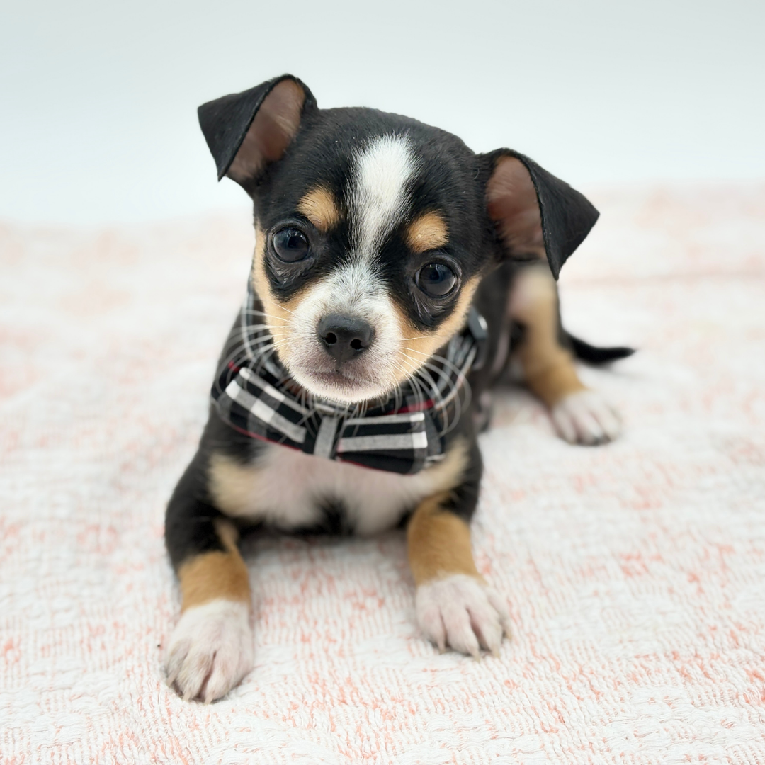 Chihuahua in Lakewood Ranch, FL