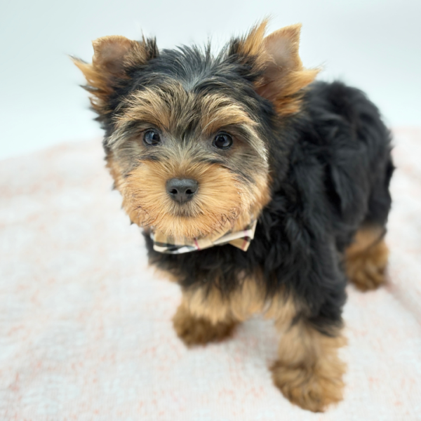 Dodger — Yorkshire Terrier — Image 2