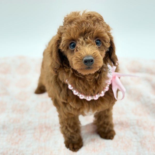 Autumn — Poodle Toy — Image 4