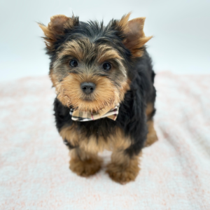 Dodger — photo 3