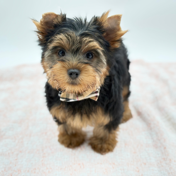 Dodger — Yorkshire Terrier — Image 3