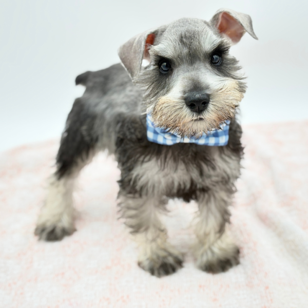 Barnaby — Miniature Schnauzer — Image 1